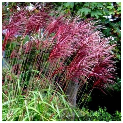 Ozdobnica čínska ‘Rotfeder‘,30/50 cm v črepníku 3l, Miscanthus sinensis ‘Rotfeder‘