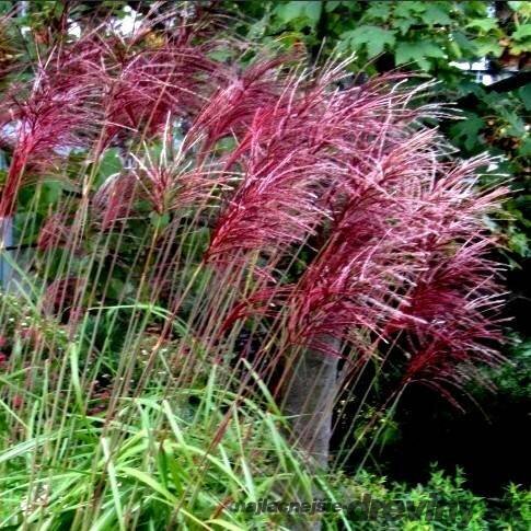 Ozdobnica čínska ‘Rotfeder‘,30/50 cm v črepníku 3l, Miscanthus sinensis ‘Rotfeder‘