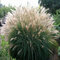 Ozdobnica čínska ‘Silberfeder‘, 30/50 cm, v črepníku 3l Miscanthus sinensis ‘Silberfeder‘