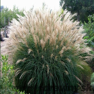 Ozdobnica čínska ‘Silberfeder‘, 30/50 cm, v črepníku 3l Miscanthus sinensis ‘Silberfeder‘