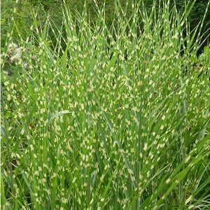 Ozdobnica čínska Stricta, výška 80/120 cm, v črepníku 5l Miscanthus Sinensis Stricta