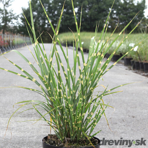 Ozdobnica čínska ‘Strictus‘ 30/50 cm v črepníku 3l Miscanthus sinensis ‘Strictus‘