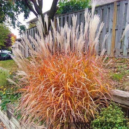 Ozdobnica ´PURPURASCENS´, 30/50 cm v črepníku 3l Miscanthus ‘Purpurascens‘