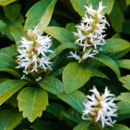 Pachysandra