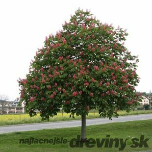 Pagaštan pleťový Briotii, 120/140  cm, v črepníku Aesculus carnea Briotii