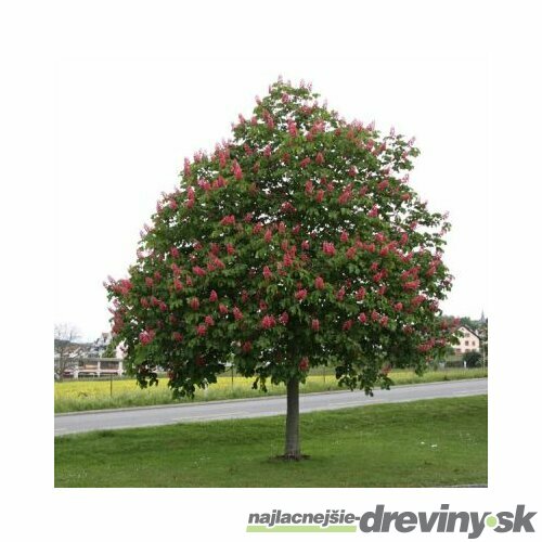 Pagaštan pleťový Briotii, 120/140  cm, v črepníku Aesculus carnea Briotii