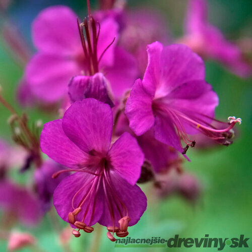 Pakost Bevan‘s Variety, v črepníku 2l Geranium Bevan‘s Variety