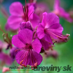 Pakost Bevan‘s Variety, v črepníku 2l Geranium Bevan‘s Variety