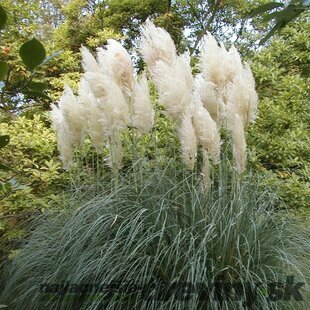 Pampová tráva - biela, výška 100/130 cm, v črepníku 6,5l Cortaderia selloana