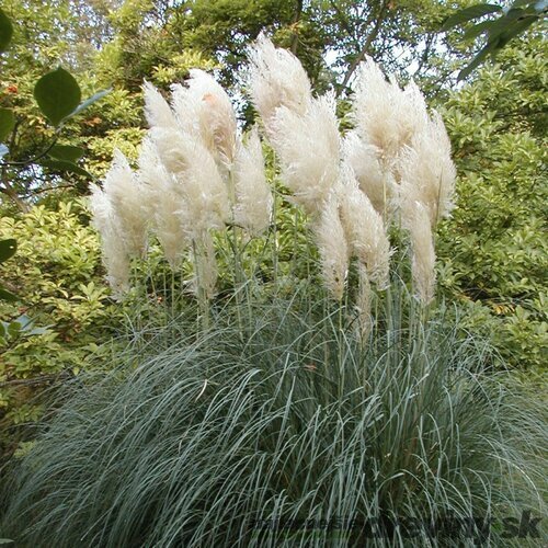 Pampová tráva - biela, výška 100/130 cm, v črepníku 6,5l Cortaderia selloana