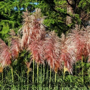 Pampová tráva - kortadéria ‘Red Mistral‘, výška 30/+ cm, v črepníku 3l Cortaderia ‘Red Mistral‘