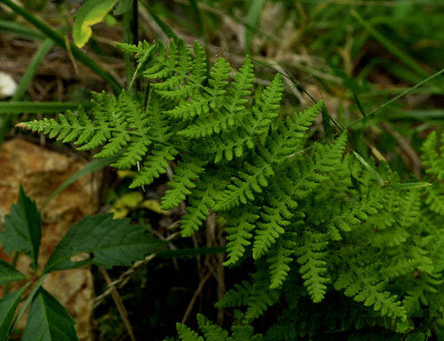 Papraď skalná - Woodsia obtusa 15/20 cm v črepníku 2l Woodsia obtusa