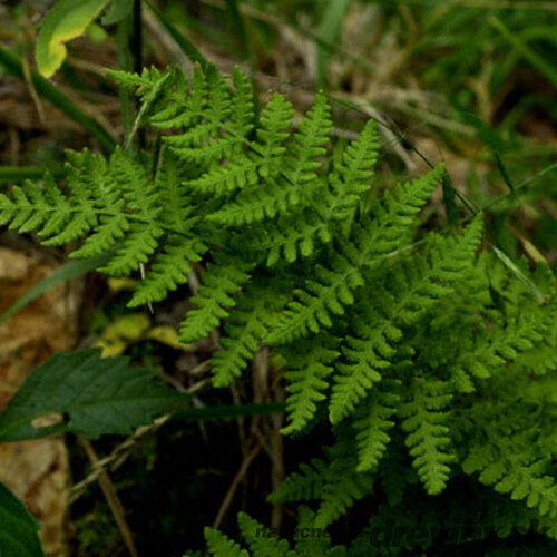 Papraď skalná - Woodsia obtusa 15/20 cm v črepníku 2l Woodsia obtusa