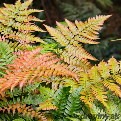 Papraď, v črepníku Dryopteris erythrosora