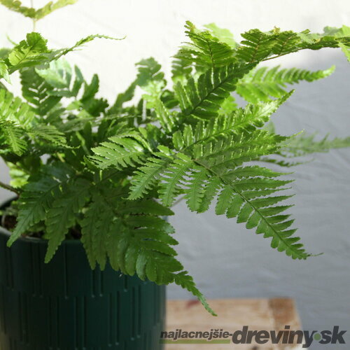 Papraď, výška 20/40 cm, v črepníku 4l Dryopteris erythrosora