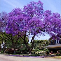 Paulovnia (strom šťastia) 160/200 cm, v črepníku Paulownia tomentosa, Paulownia Imperialis