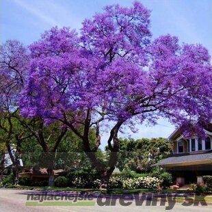 Paulovnia (strom šťastia) 160/200 cm, v črepníku Paulownia tomentosa, Paulownia Imperialis