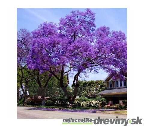 Paulovnia (strom šťastia) 200/300 cm, v črepníku Paulownia tomentosa