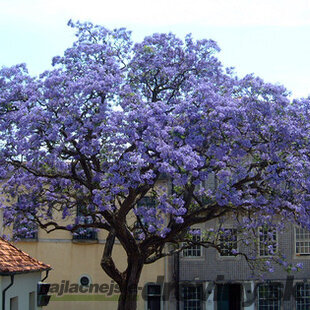 Paulovnia (strom šťastia), výška 60/80 cm, v črepníku 3l Paulownia tomentosa