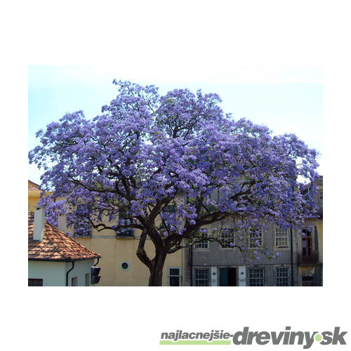 Paulovnia (strom šťastia), výška 60/80 cm, v črepníku 3l Paulownia tomentosa