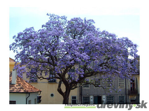 Paulovnia (strom šťastia), výška 60/80 cm, v črepníku 3l Paulownia tomentosa