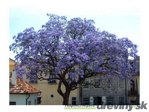 Paulovnia (strom šťastia), výška 60/80 cm, v črepníku 5l Paulownia tomentosa