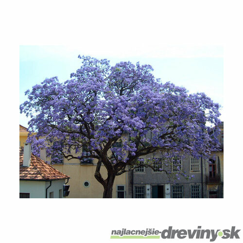 Paulovnia (strom šťastia), výška 60/80 cm, v črepníku 5l Paulownia tomentosa