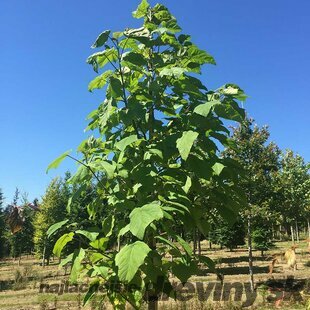 Paulovnia (strom šťastia), výška 80/100 cm, v črepníku Paulownia tomentosa