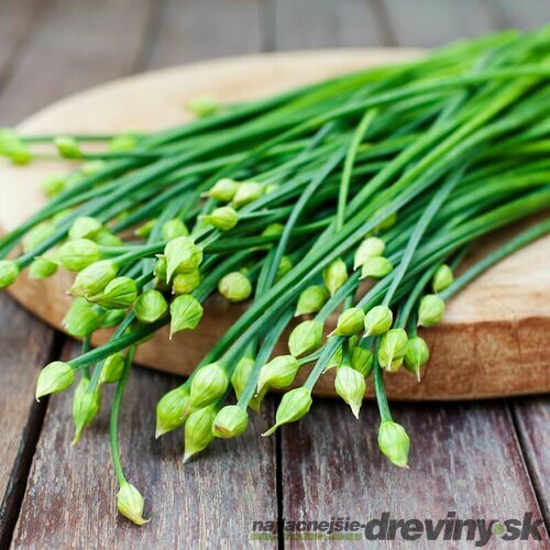 Pažítka cesnaková-čínska, v črepníku Allium tuberosum