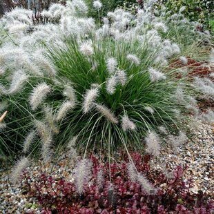 Perovec ‘Hameln‘ v črepníku 2l výška 30/40 cm Pennisetum alopecuroides ‘Hameln‘