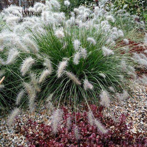 Perovec ‘Hameln‘ v črepníku, výška 15/25 cm Pennisetum alopecuroides ‘Hameln‘