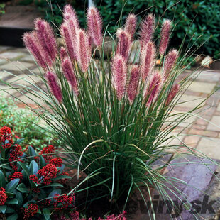 Perovec Redhead - červený, v črepníku P9 Pennisetum alopecuroides Red Head