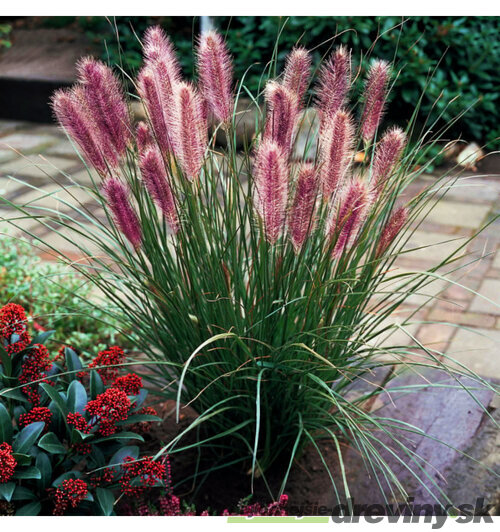 Perovec Redhead - červený, v črepníku P9 Pennisetum alopecuroides Red Head