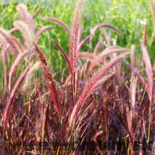 Perovec Redhead - červený, výška 10/15 cm, v črepníku Pennisetum alopecuroides Rubrum