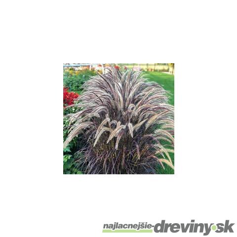 Perovec siaty ‘Rubrum‘ 20/40 cm v črepníke 2l Pennisetum advena ‘Rubrum‘