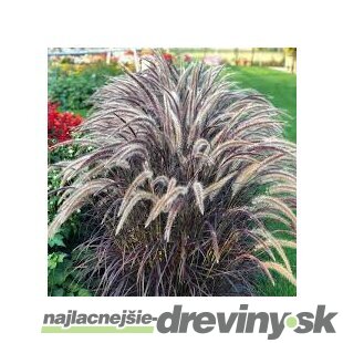 Perovec siaty ‘Rubrum‘ 20/40 cm v črepníke 2l Pennisetum advena ‘Rubrum‘