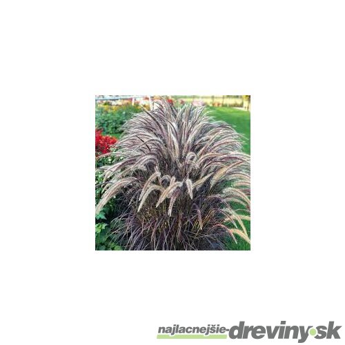 Perovec siaty ‘Rubrum‘ 20/40 cm v črepníke 2l Pennisetum advena ‘Rubrum‘