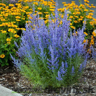 Perovskia lebedolistá Little Spire, v črepníku 20/40 cm Perovskia atriplicifolia Little Spire