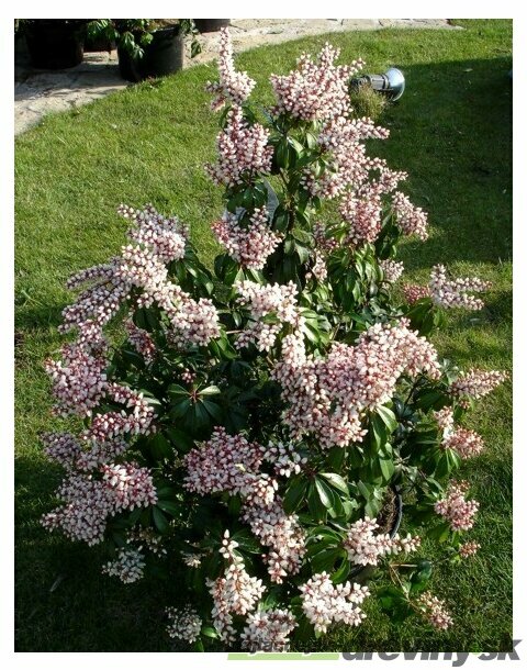 Pieris japonský Bonfire, výška 20/+ cm, v črepníku Pieris japonica ‘Bonfire‘