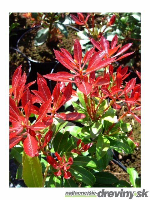 Pieris japonský Forest Flame v črepníku 20/40cm Pieris japonica Forest Flame