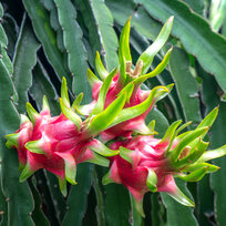 Pitahaya ( Dračie ovocie ) -Hylocereus zvlnený, 60/80 cm v črepníku Hylocereus undatus