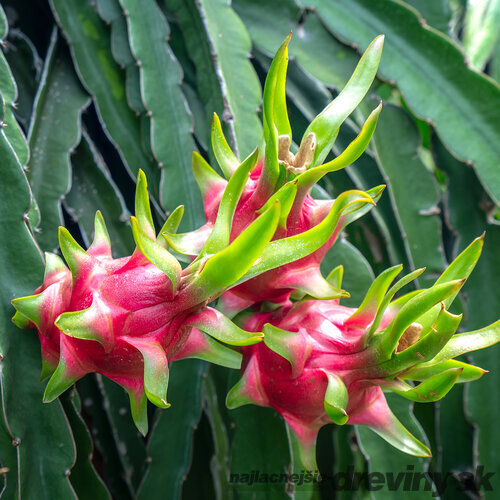 Pitahaya ( Dračie ovocie ) -Hylocereus zvlnený, 60/80 cm v črepníku Hylocereus undatus