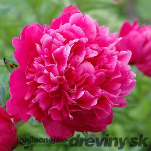 Pivónia Kansas výška 30/50 cm, v črepníku 3l Paeonia ‘Kansas‘