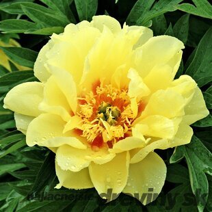 Pivónia krovitá Bartzella 30/50 cm, v črepníku 3l Paeonia suffruticosa