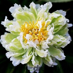 Pivónia krovitá Green Lotus 30/40 cm , v črepníku 3l Paeonia