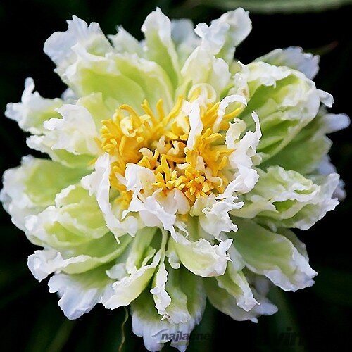 Pivónia krovitá Green Lotus 30/40 cm , v črepníku 3l Paeonia