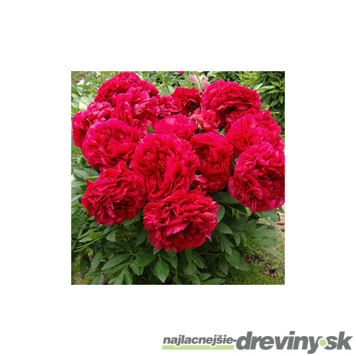 Pivónia krovitá Henry Bockstoce , v črepníku 3l Paeonia suffruticosa