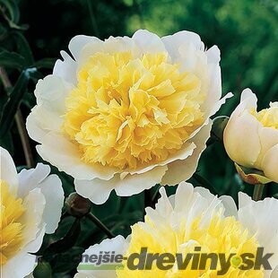 Pivónia krovitá Jan van Leeuwen, v črepníku 3l Paeonia suffruticosa