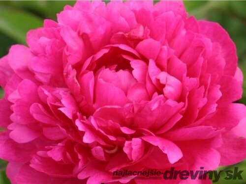 Pivónia krovitá Kansas, v črepníku 3l Paeonia suffruticosa