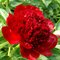 Pivónia krovitá Red Charm 30/40 cm, v črepníku 3l Paeonia suffruticosa